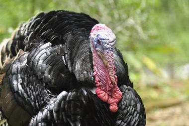 Turkey with a double chin
